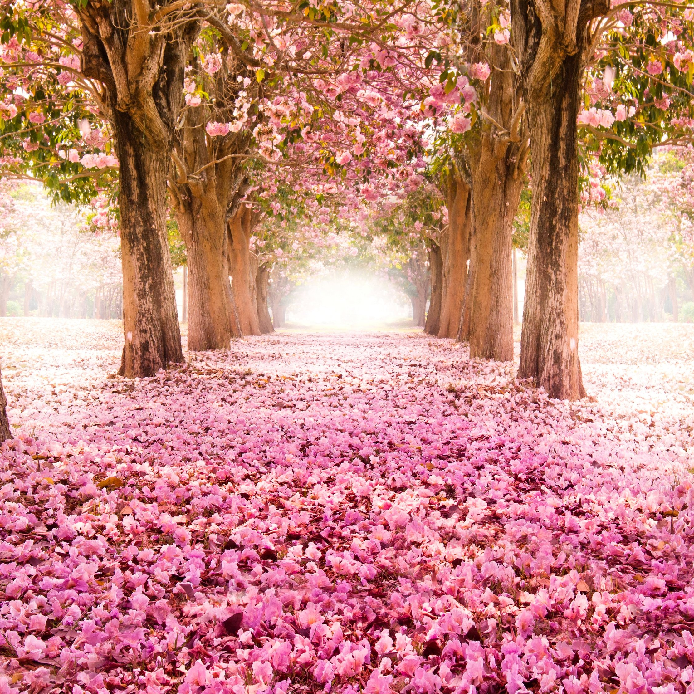 Cherry Blossom Trees Lined Path - Wallpapers for iPad Pro 10.5″ in 2224x2224 resolution