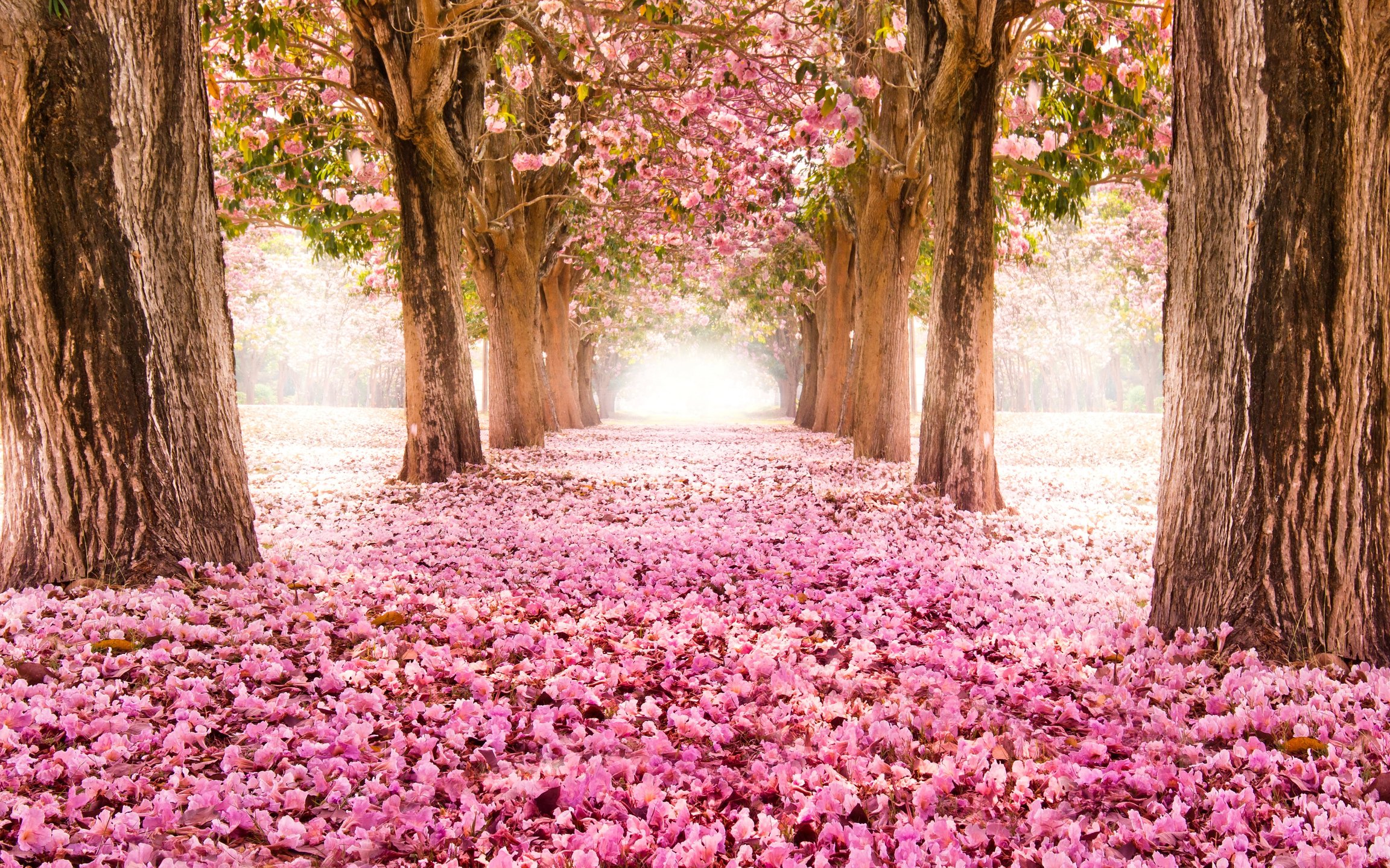 Cherry Blossom Trees Lined Path - Wallpapers for Apple MacBook 12″ in 2304x1440 resolution