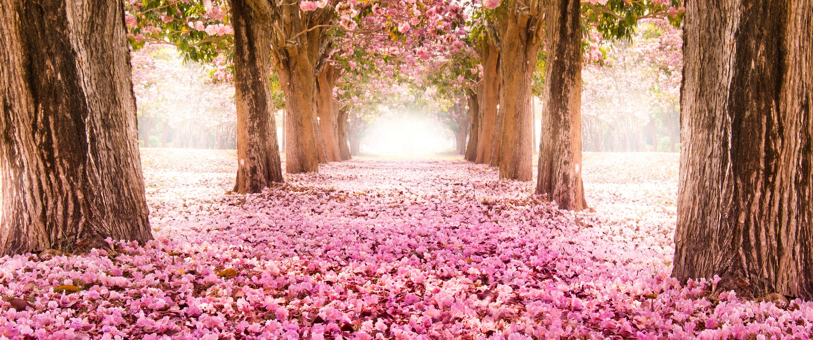 Cherry Blossom Trees Lined Path - UltraWide 21:9 wallpapers in 3440x1440 resolution
