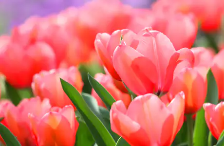 Nature wallpapers: tulip, bouquet, flowers, petals