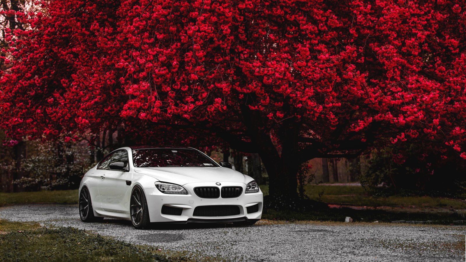 BMW M6 F13 under vibrant red tree - wXGA++ wallpapers in 1600x900 resolution