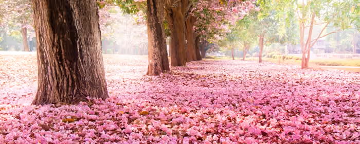 UltraWide 32:9 wallpapers (3840x1080): sakura, spring, park, flowers