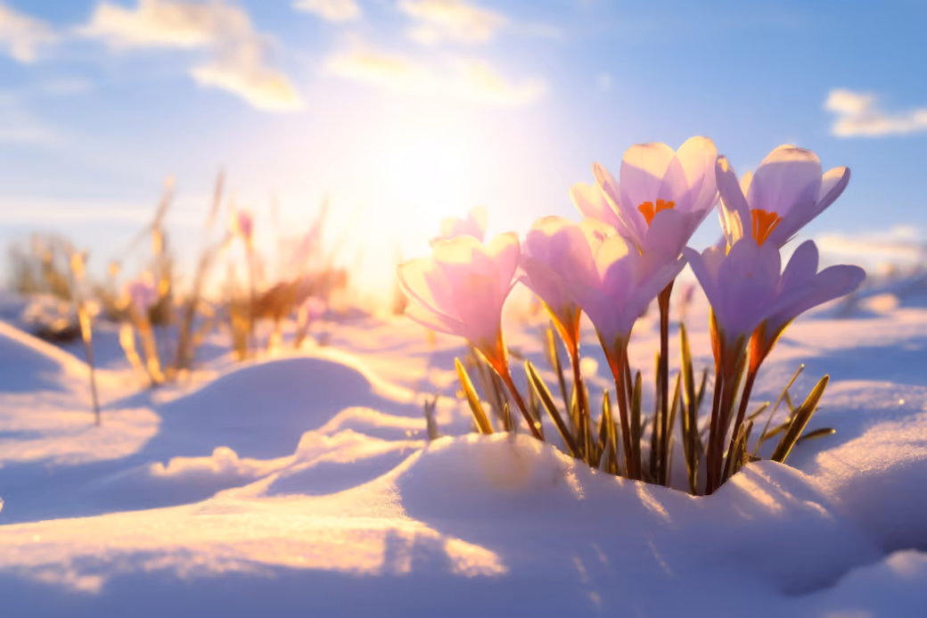 Snowdrops in the snow at dawn — desktop and phone wallpaper, free download