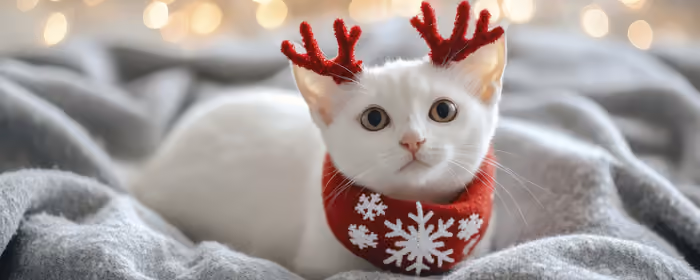 UltraWide 32:9 обои олень (5120x1440): кошка, олень, наряд, Рождество