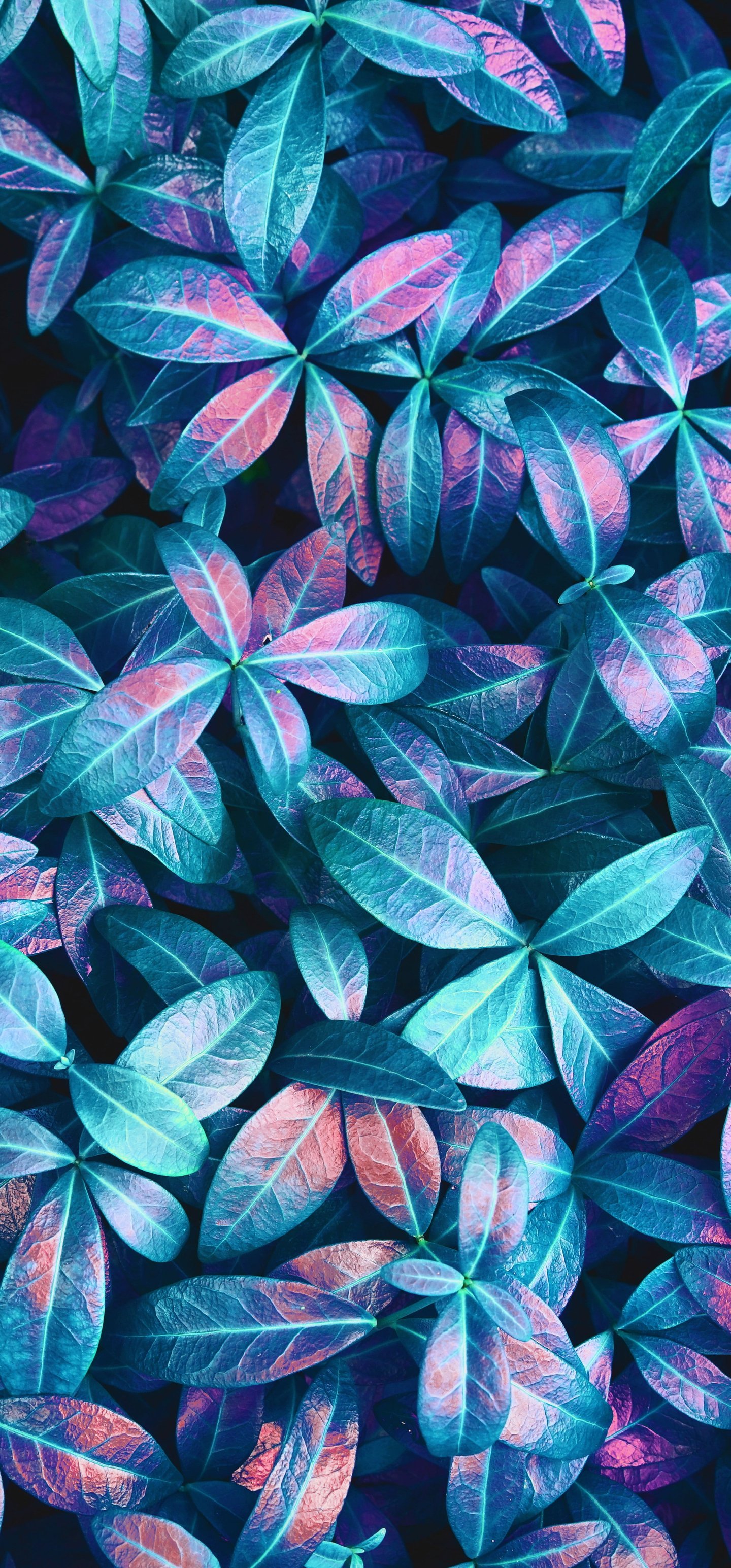 Bright leaf pattern - Wallpapers for Samsung Galaxy S22 Ultra/S23 Ultra in 1440x3088 resolution