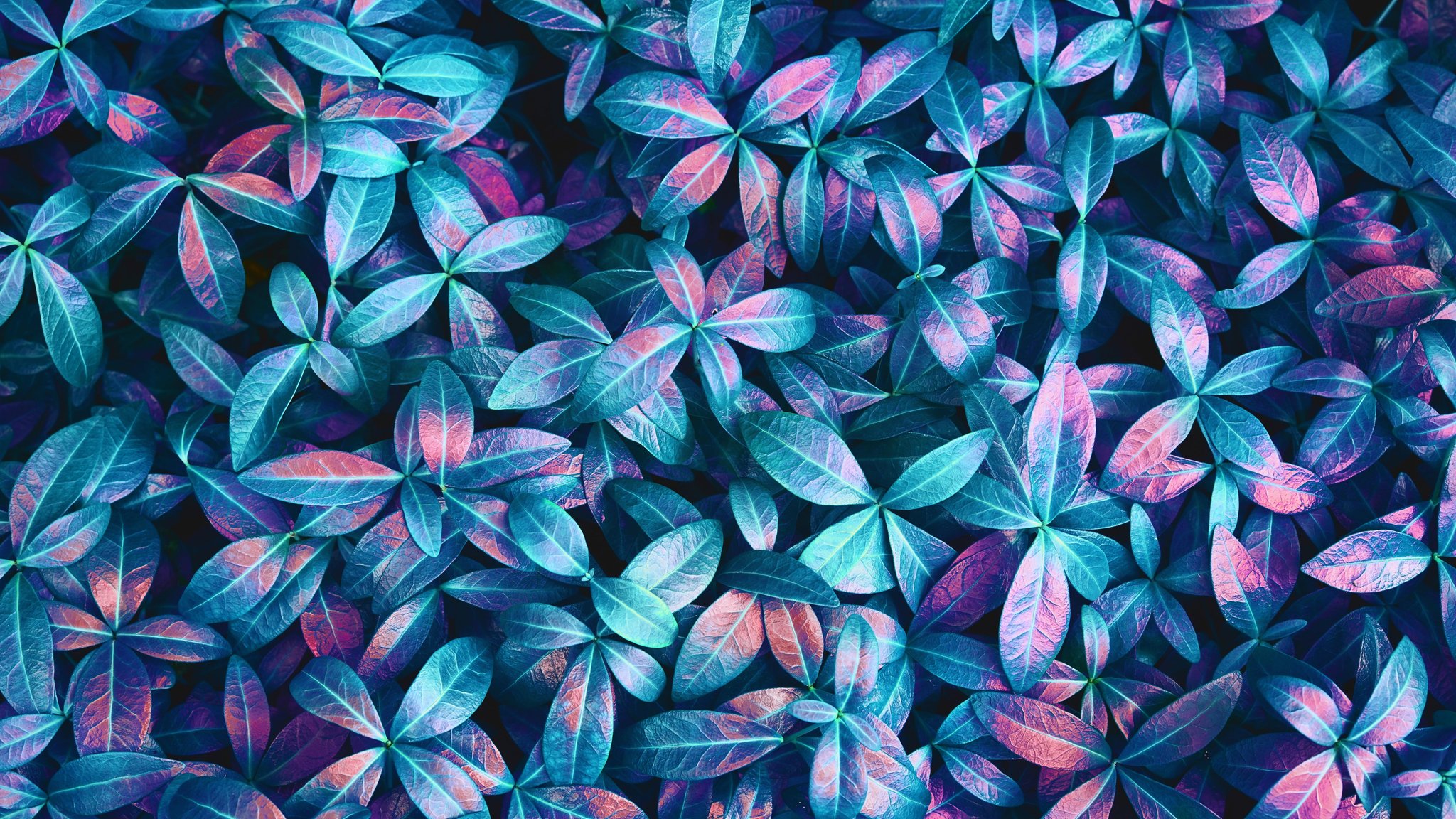 Bright leaf pattern - QWXGA wallpapers in 2048x1152 resolution
