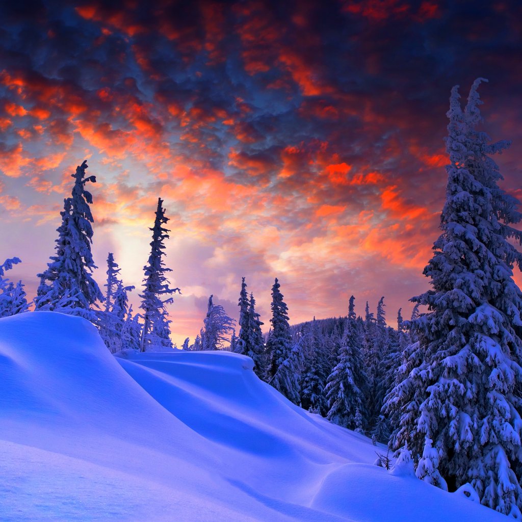 Snow-covered pine forest at sunset winter landscape - Wallpapers for Apple iPad 1 in 1024x1024 resolution