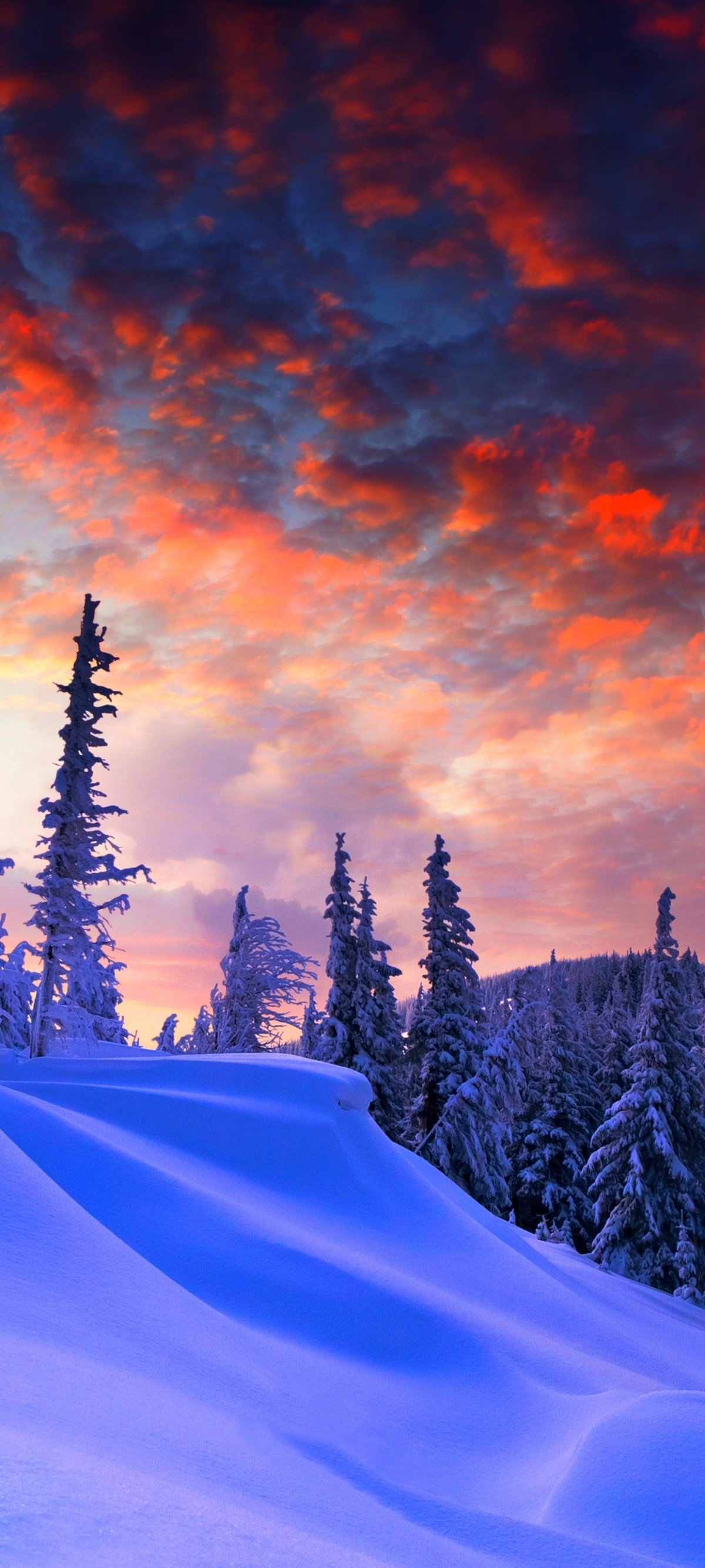 Snow-covered pine forest at sunset winter landscape - Wallpapers for Xiaomi 15 in 1200x2670 resolution