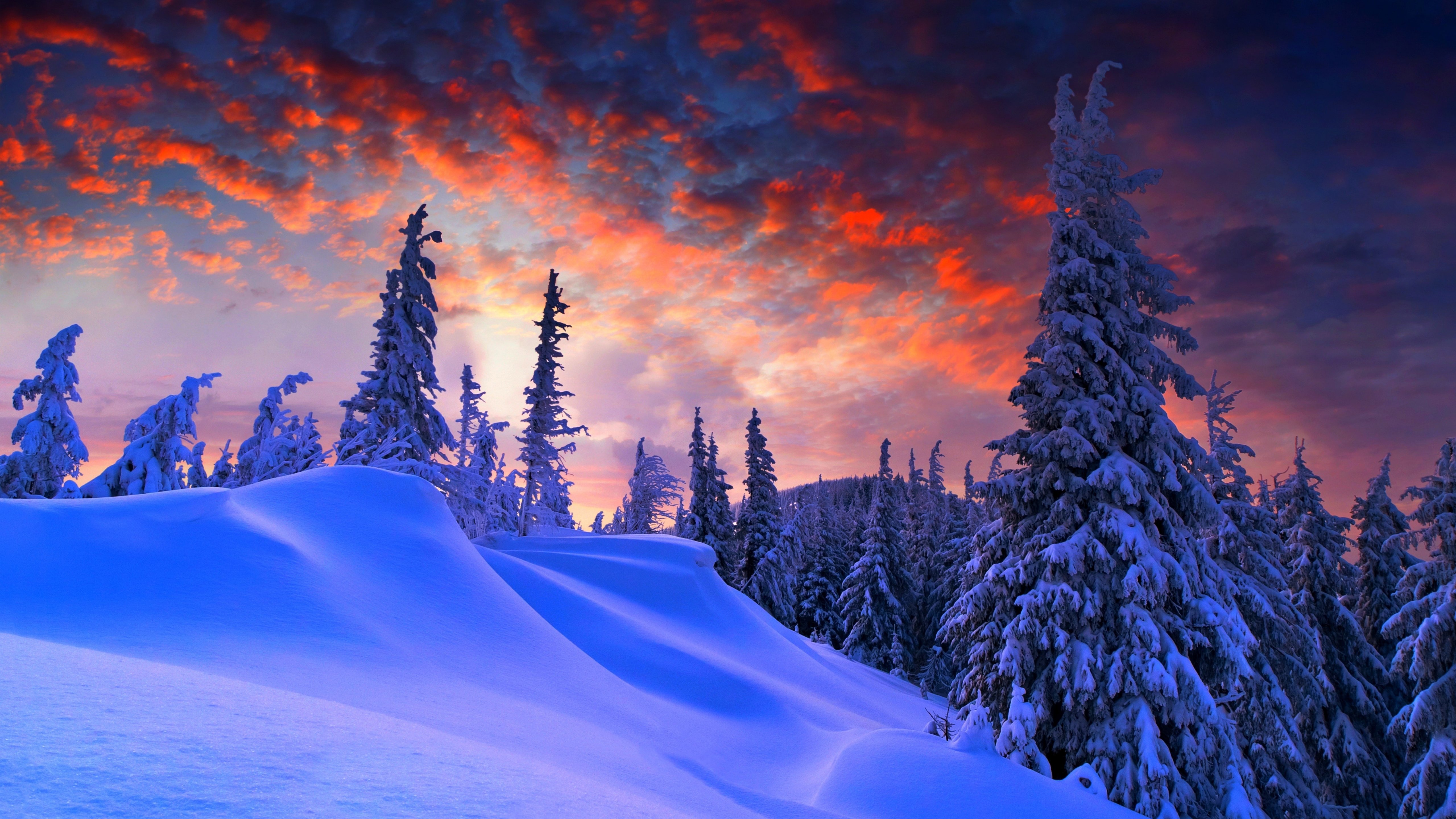 Snow-covered pine forest at sunset winter landscape - 5K wallpapers in 5120x2880 resolution