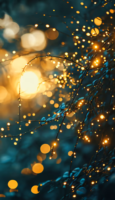 Nature wallpapers: bokeh, forest, branch, dew
