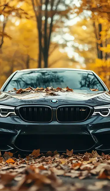 Обои машины: BMW M5, осень, лес, осенние листья