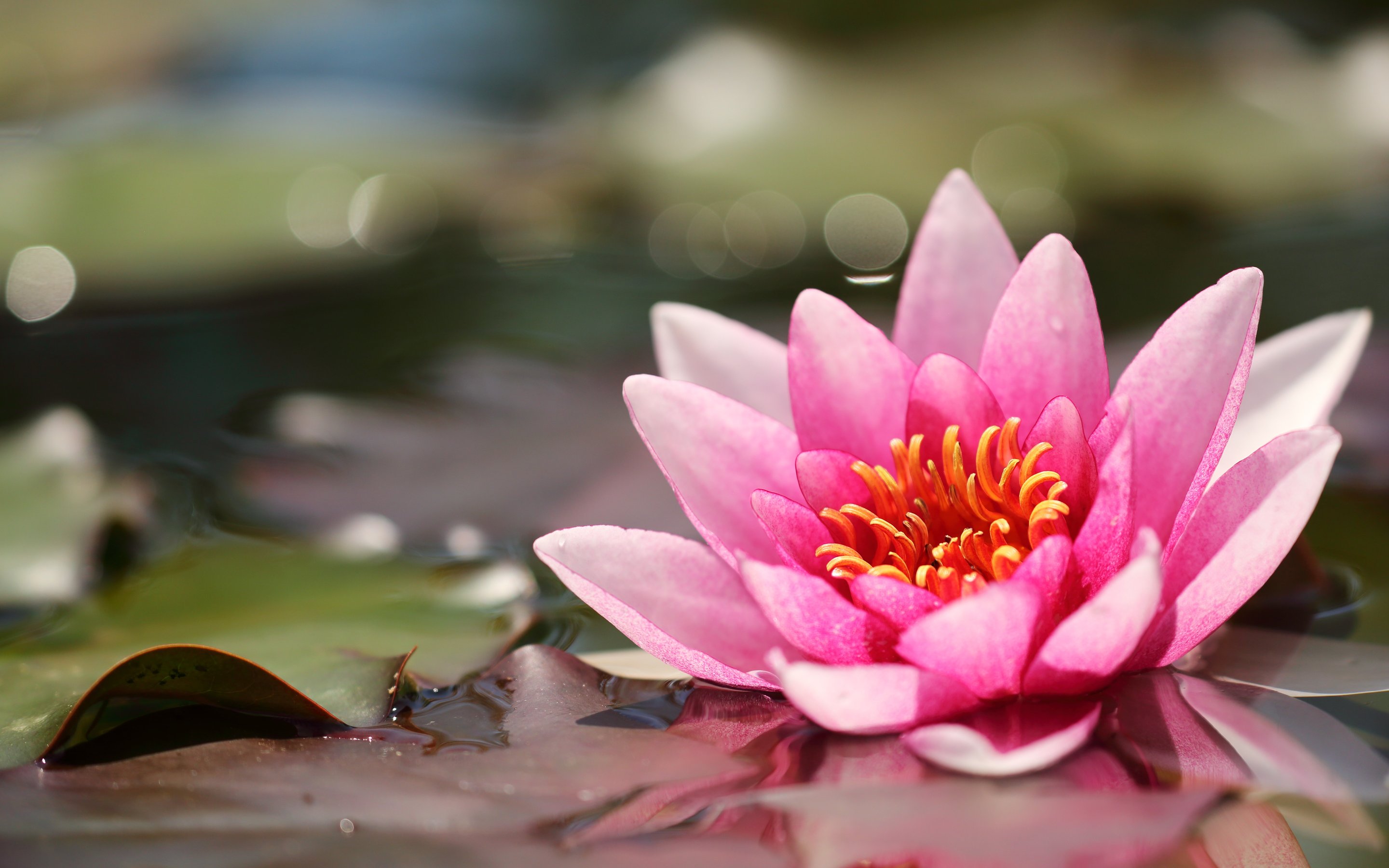 Pink water lily on the water - Wallpapers for Apple MacBook 15″ in 2880x1800 resolution