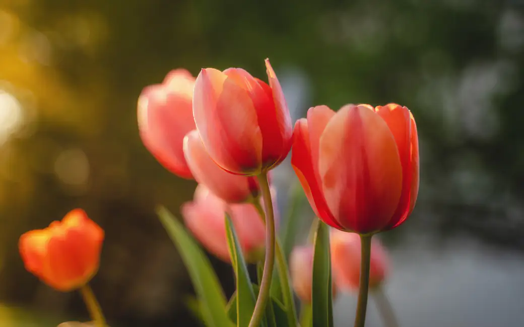 Red tulips on a blurred background — desktop and phone wallpaper, free download