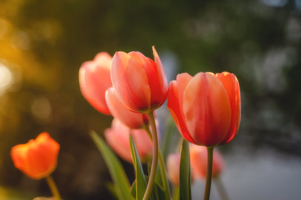 Red tulips on a blurred background - Wallpapers for iPhone Air in 1260x2736 resolution
