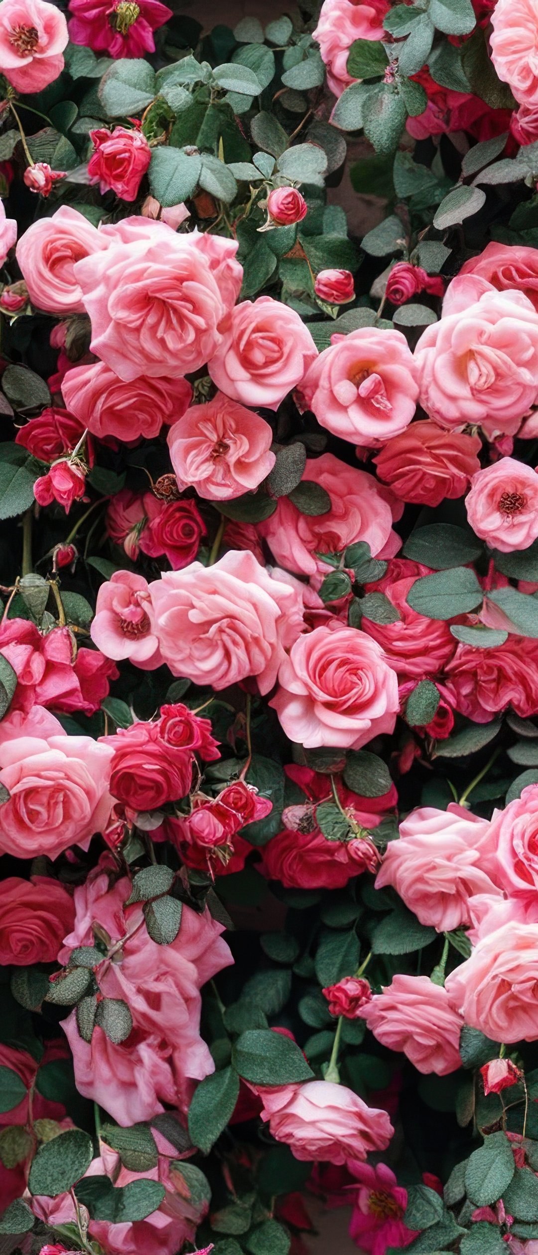 Lush pink roses - Wallpapers for Samsung Galaxy Z Flip7, Sony Xperia 5 II/5 III/5 V/10 IV/10 V, Xiaomi Mix Fold 3 in 1080x2520 resolution