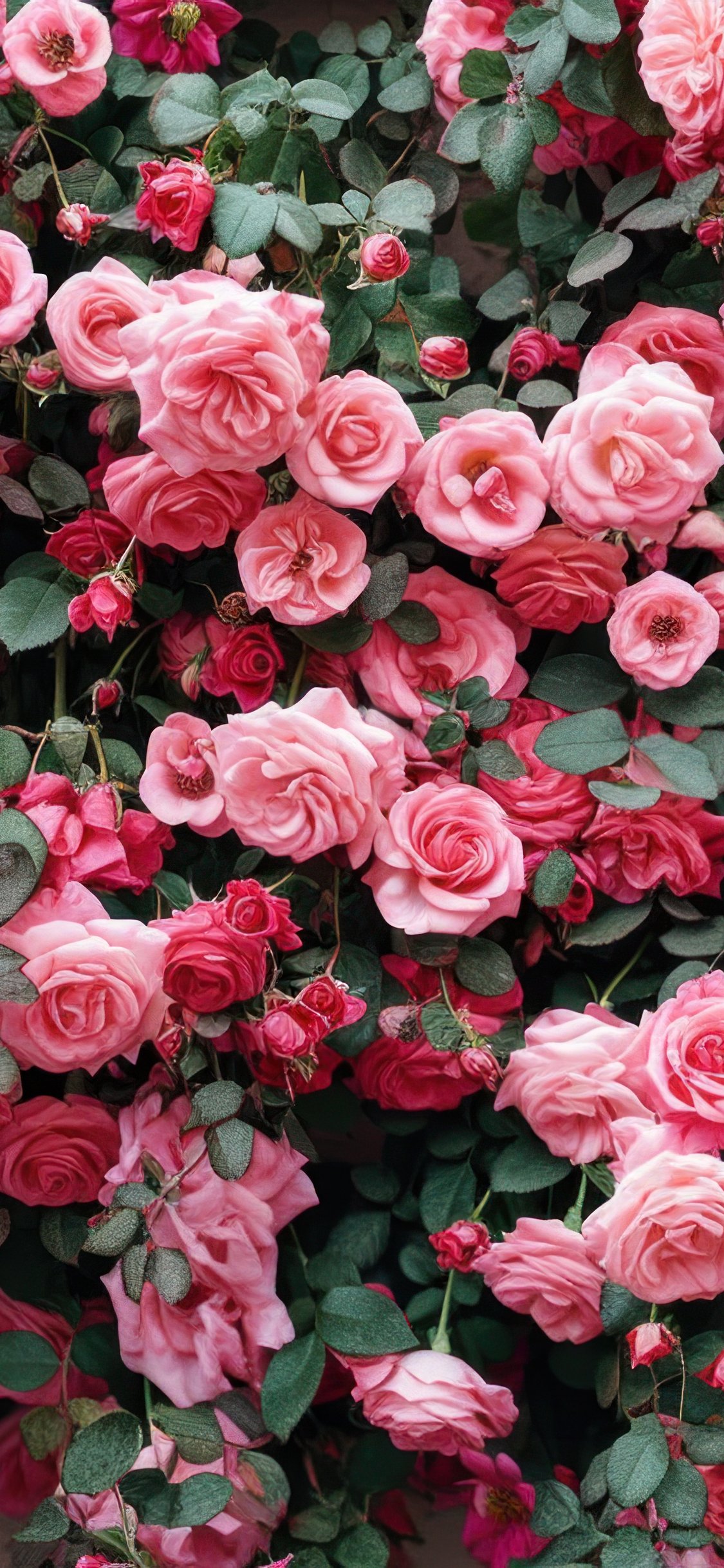 Lush pink roses - Wallpapers for iPhone X/XS/11 Pro in 1125x2436 resolution