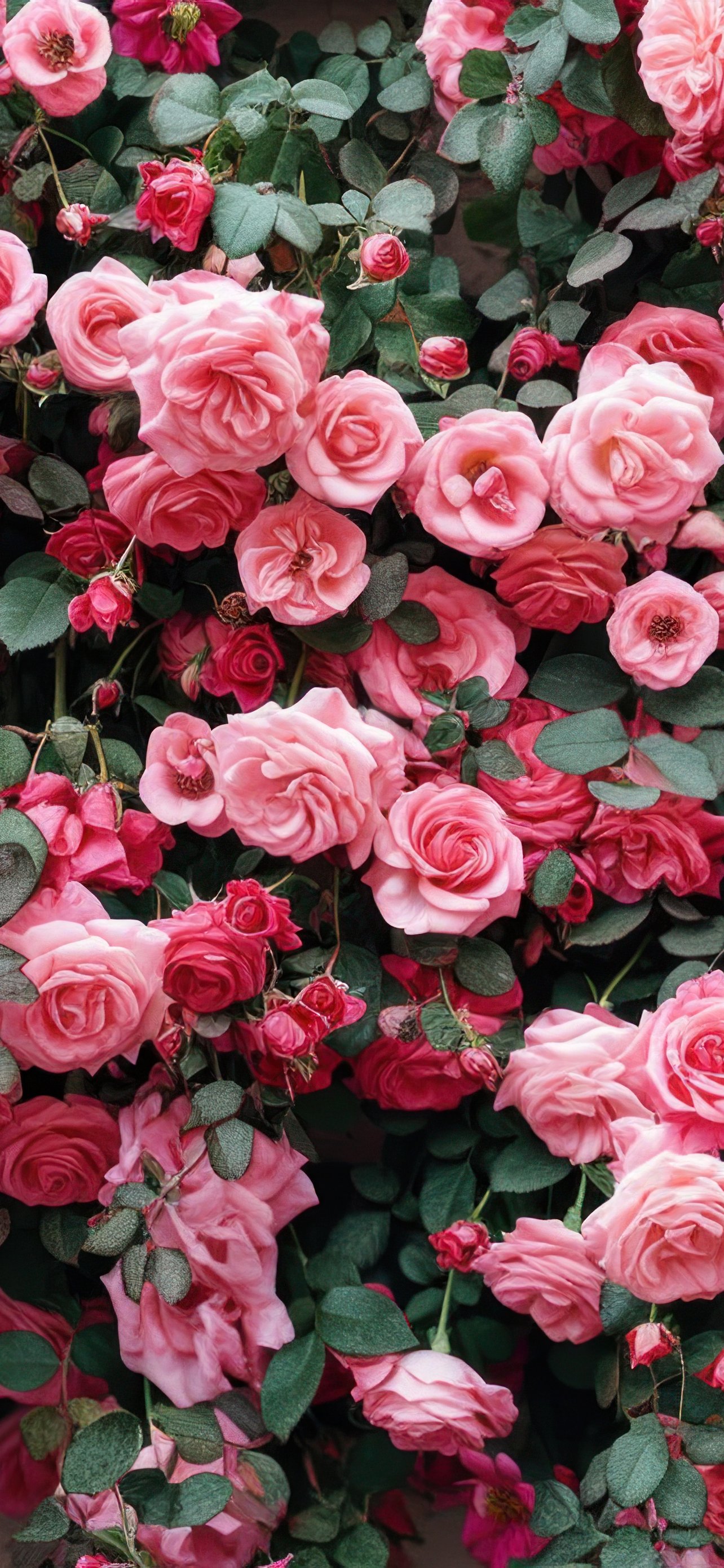 Lush pink roses - Wallpapers for iPhone 13 Pro Max/12 Pro Max/14 Plus in 1284x2778 resolution