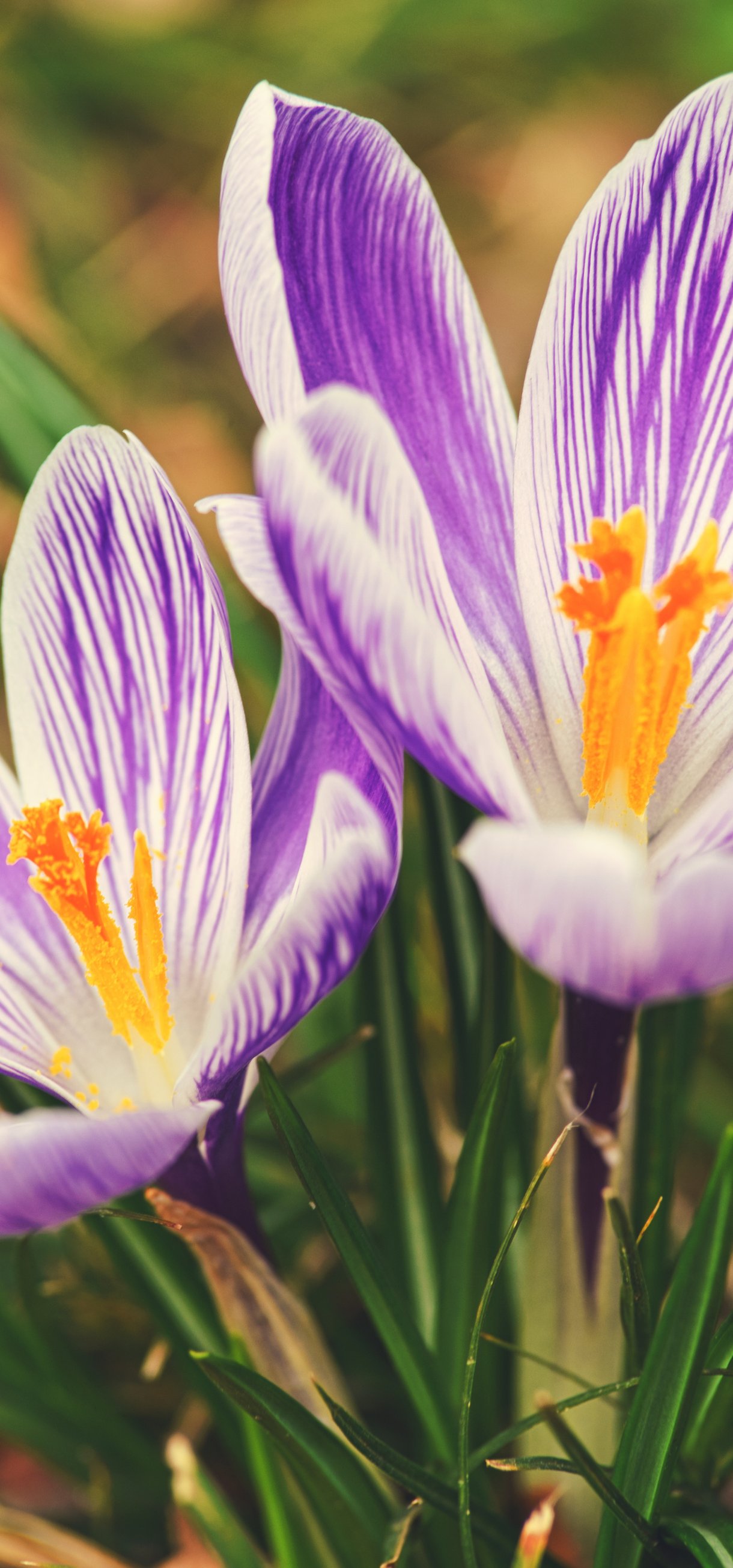 Purple crocuses - Wallpapers for Xiaomi 17/17 Pro in 1220x2608 resolution