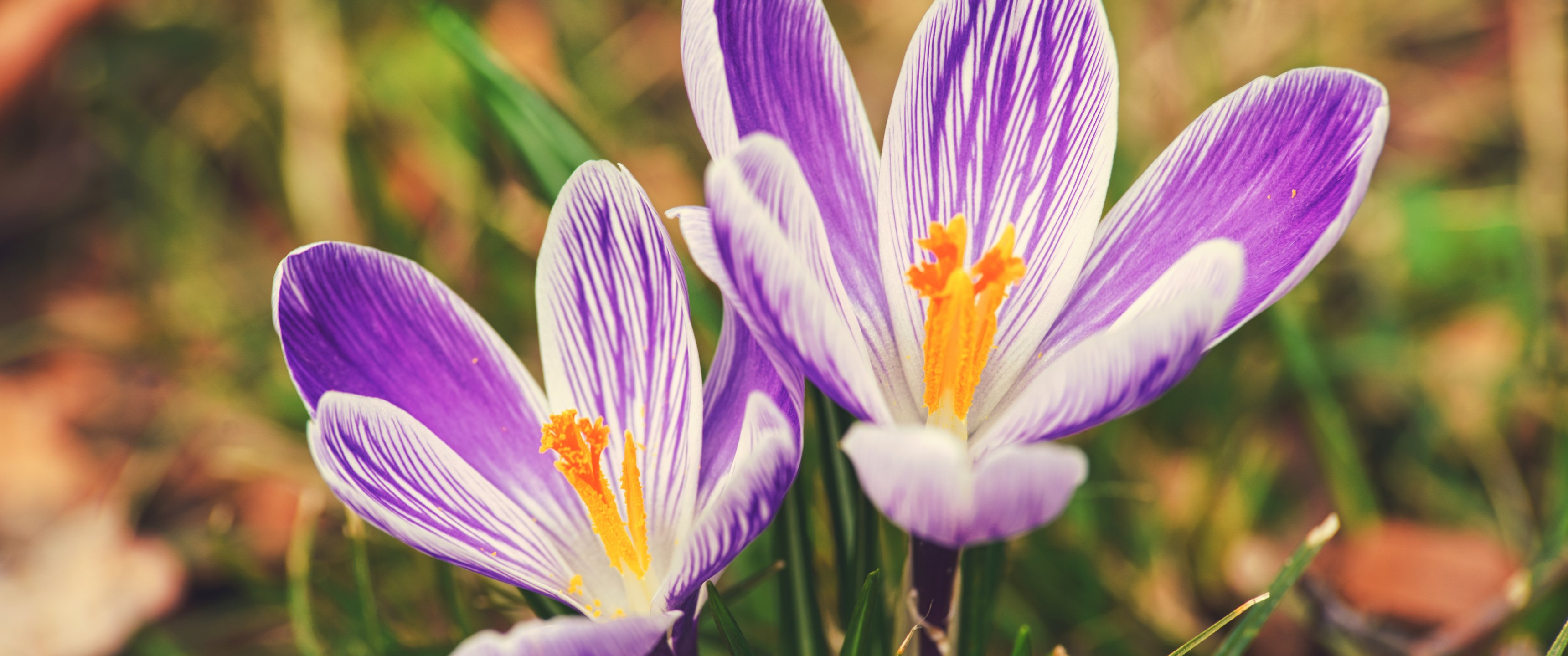 Purple crocuses - UltraWide 21:9 wallpapers in 3440x1440 resolution