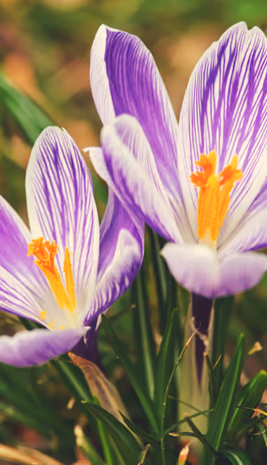 Nature wallpapers: crocuses, flowers, petals, stamens