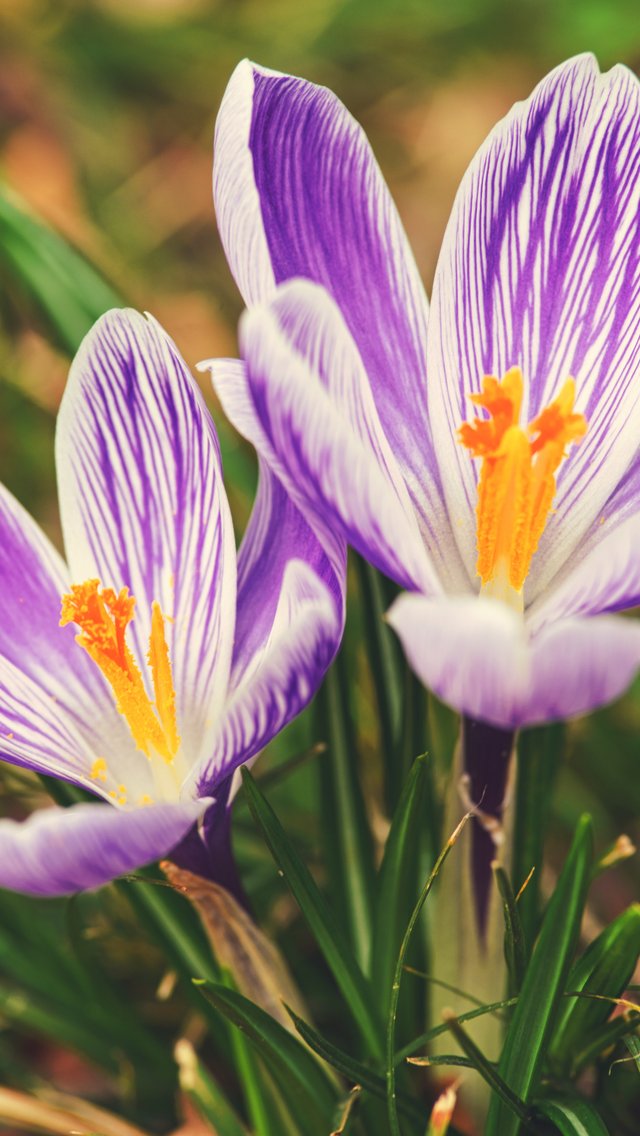 Purple crocuses - Wallpapers for iPhone 5/5S/5C/SE in 640x1136 resolution