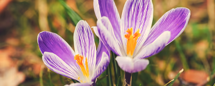 Dual Monitor Wallpapers (7680x2160): crocuses, flowers, petals, stamens