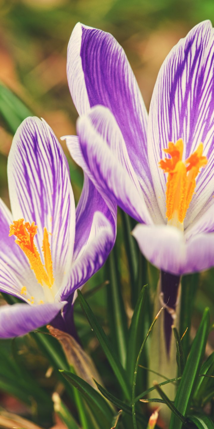 Purple crocuses - Wallpapers for Samsung Galaxy A03s, Xiaomi Redmi 7A, POCO C3 in 720x1440 resolution