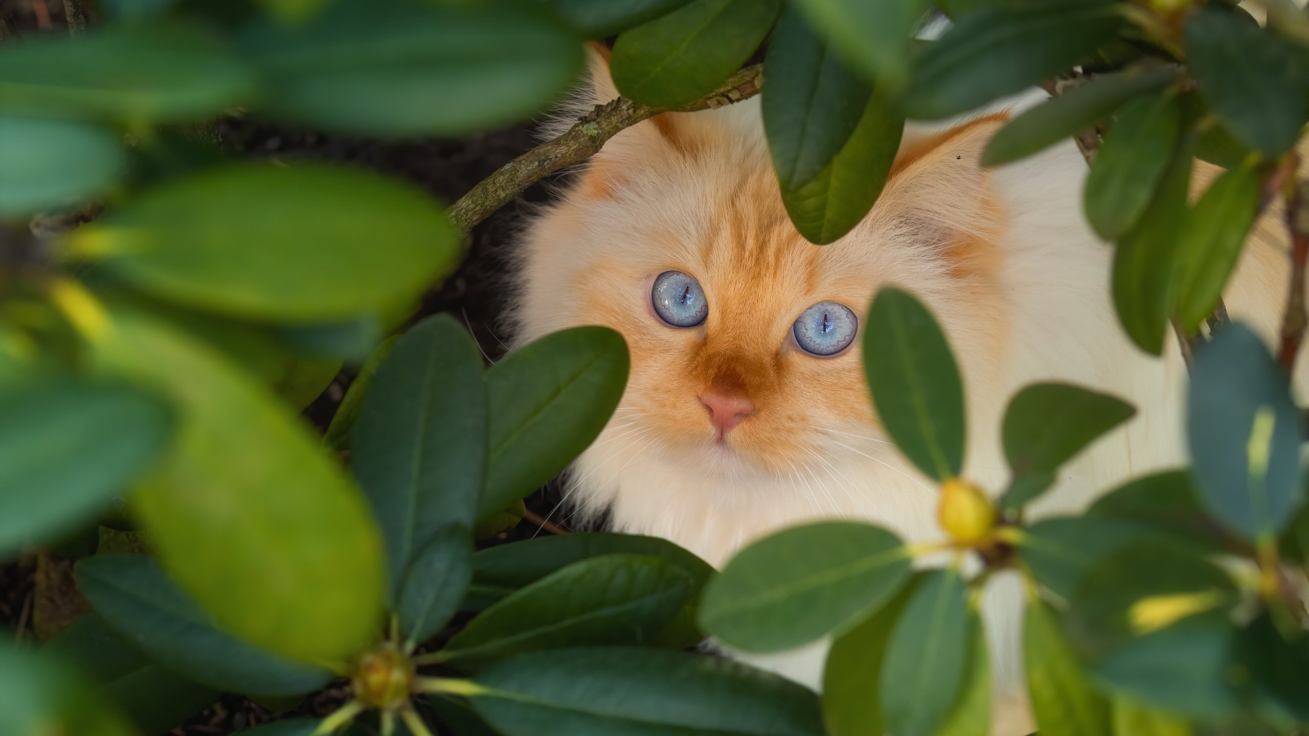 White kitten with blue eyes - 2K Quad HD wallpapers in 2560x1440 resolution