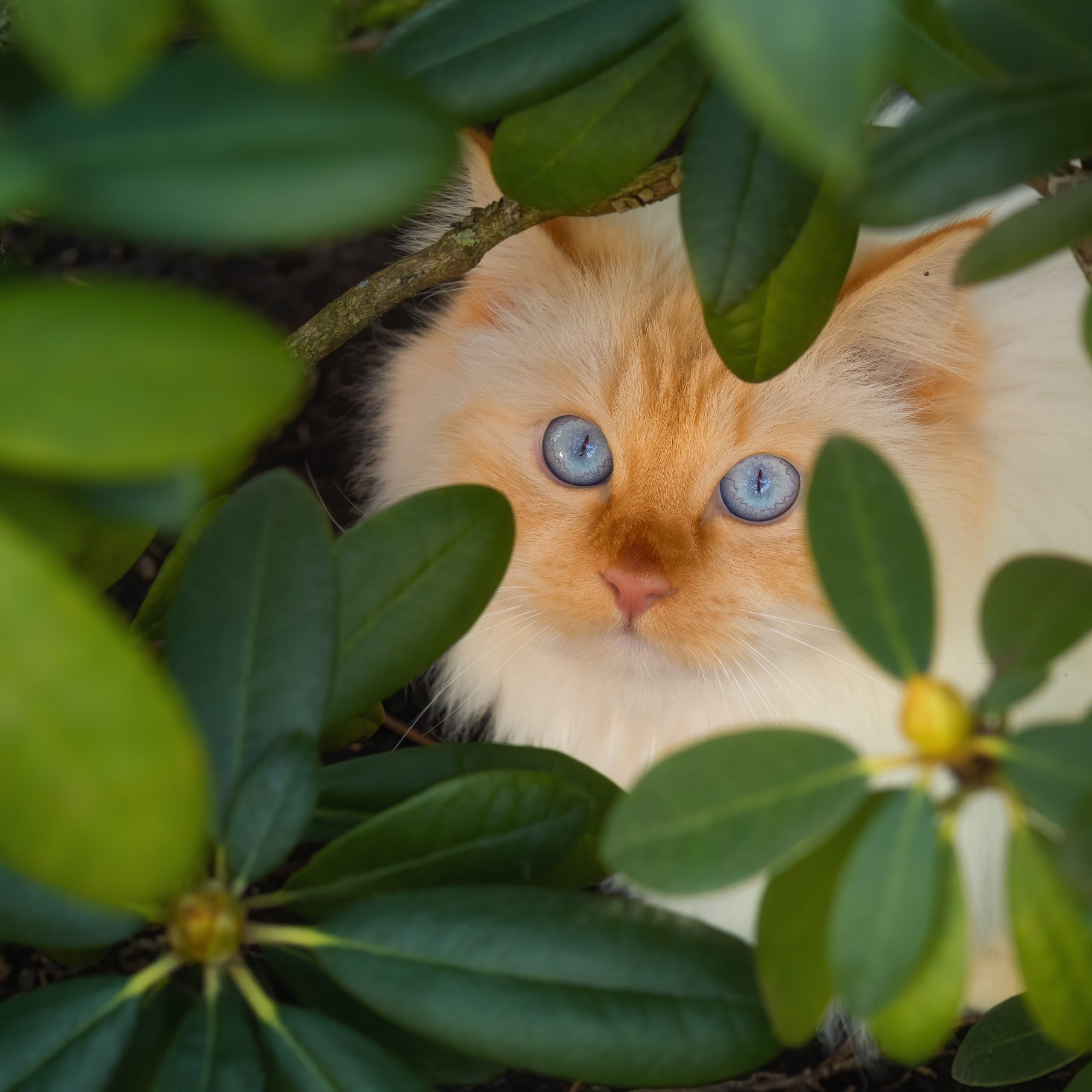 White kitten with blue eyes - Wallpapers for Samsung Galaxy Tab S9 FE+/Tab S11, Xiaomi Pad 5, Redmi Pad 2 Pro, POCO Pad in 2560x2560 resolution