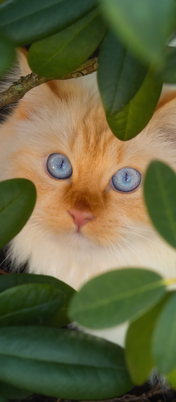White kitten with blue eyes - Wallpapers for Xiaomi Redmi 14C, POCO C71/C75/M7, Infinix Note 8 in 720x1640 resolution