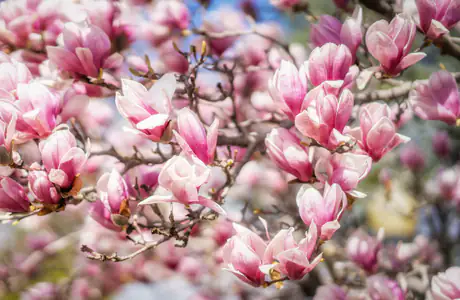 Nature wallpapers: magnolia, flowers, spring, trees
