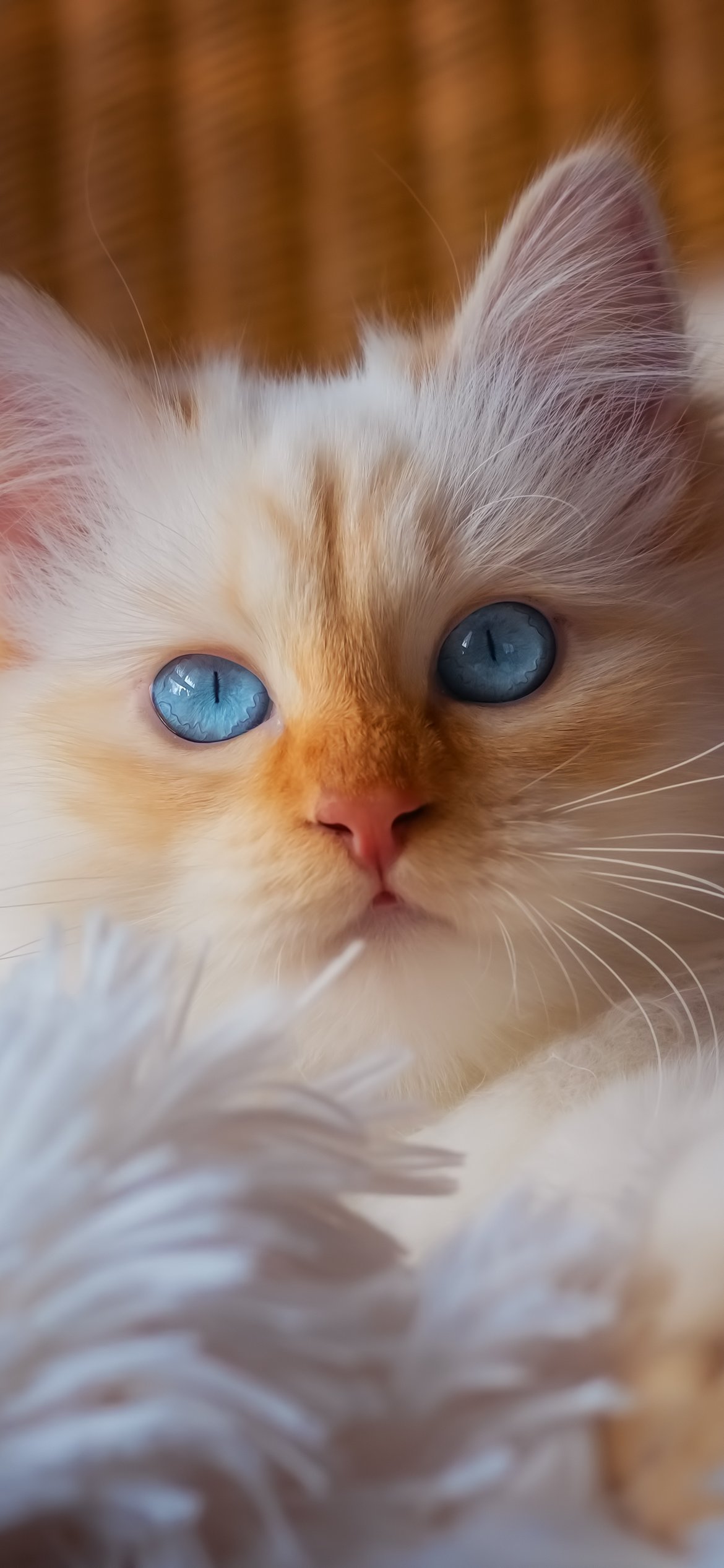 Blue eyed kitten resting on soft blanket - Wallpapers for iPhone 12 Pro/13 Pro/14 in 1170x2532 resolution