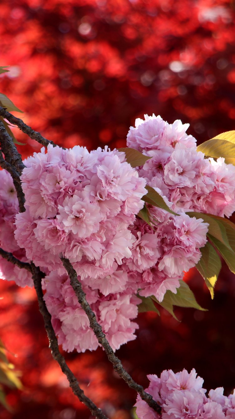 Cherry blossom rosebuds on a branch - Wallpapers for iPhone 6/6S/7/8/SE2/SE3 in 750x1334 resolution