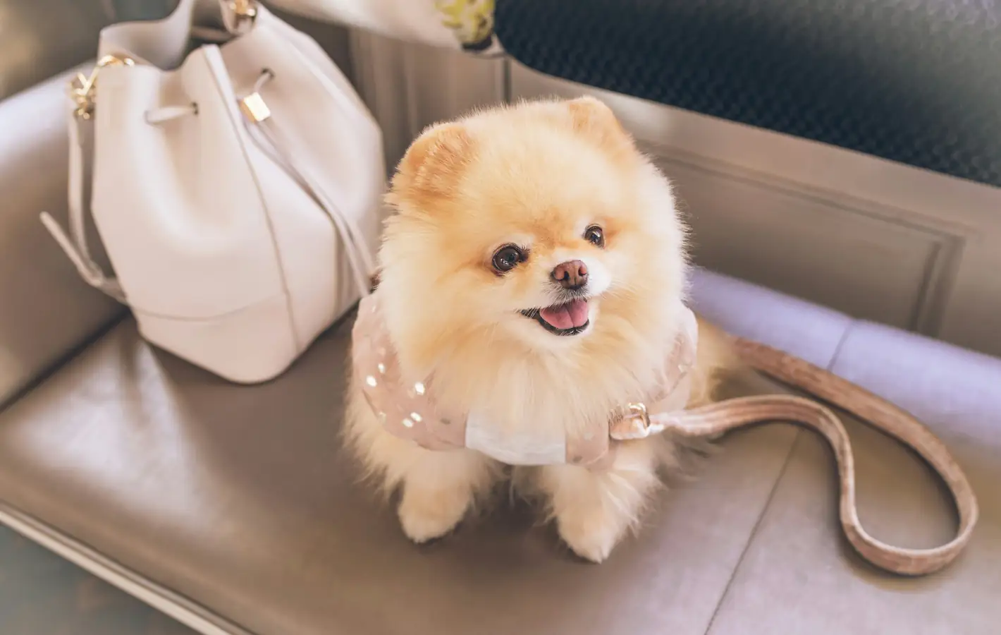 Happy Pomeranian dog — desktop and phone wallpaper, free download