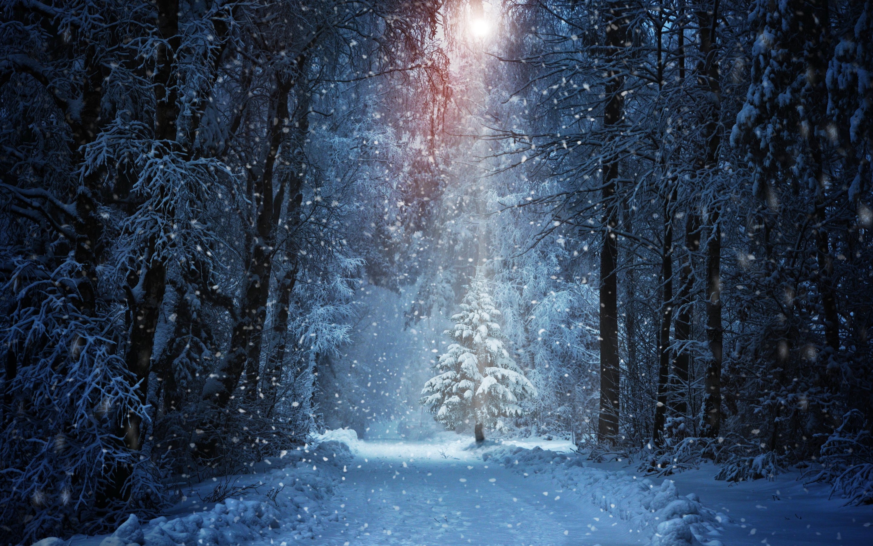 Snow-covered pine glowing under winter - Wallpapers for Apple MacBook 15″ in 2880x1800 resolution