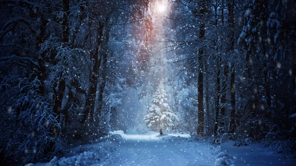 Snow-covered pine glowing under winter - HDV 720p wallpapers in 1280x720 resolution