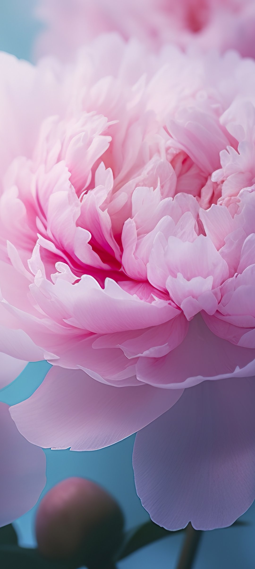 Delicate pink peonies - Wallpapers for Samsung Galaxy M55, POCO M4/X4/X5, Xiaomi Redmi 12/13/Note 13/Note 14/Note 14S in 1080x2400 resolution