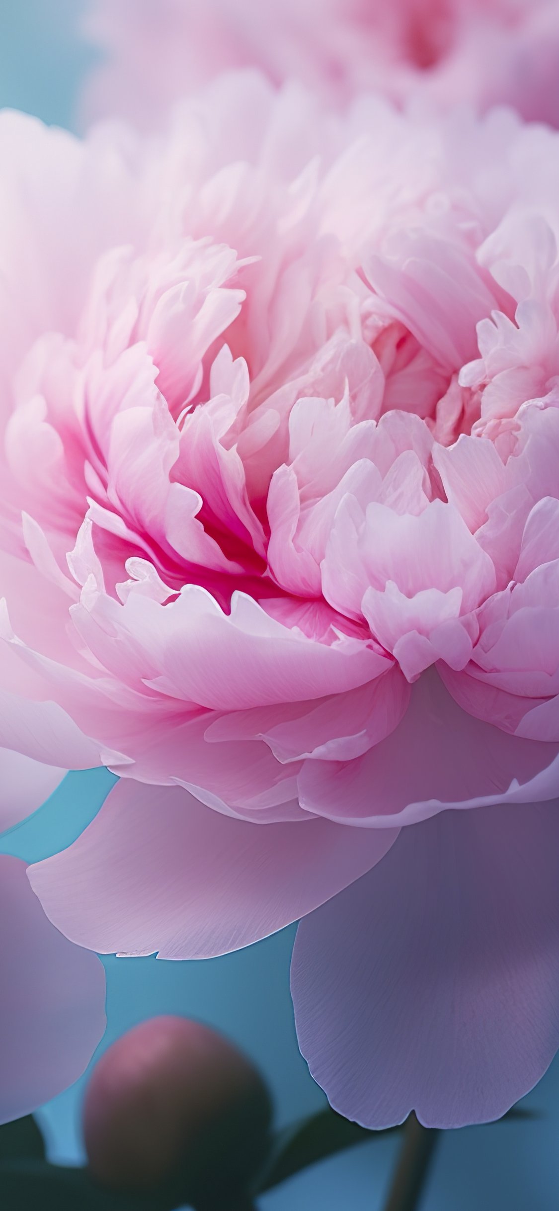 Delicate pink peonies - Wallpapers for iPhone X/XS/11 Pro in 1125x2436 resolution