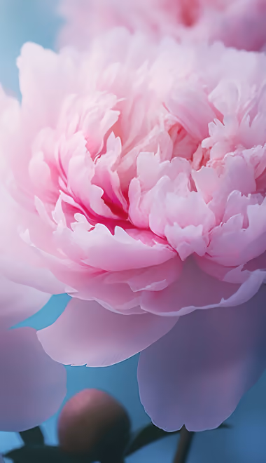 Peonies Wallpapers for Samsung Galaxy Z Flip6, Motorola Razr 2025 (1080x2640): peonies, flowers, petals, spring