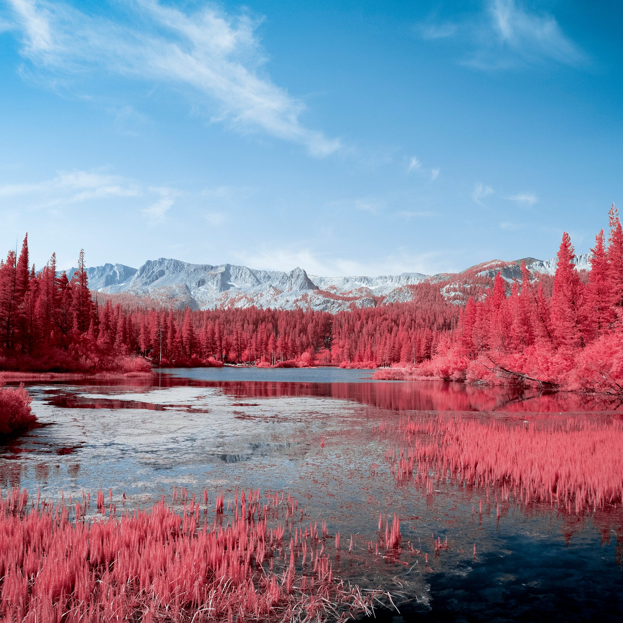 Red forest and lake in autumn - Wallpapers for iPad 10.2″ in 2160x2160 resolution