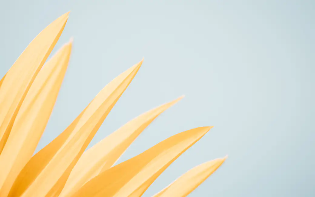 Yellow flower — desktop and phone wallpaper, free download