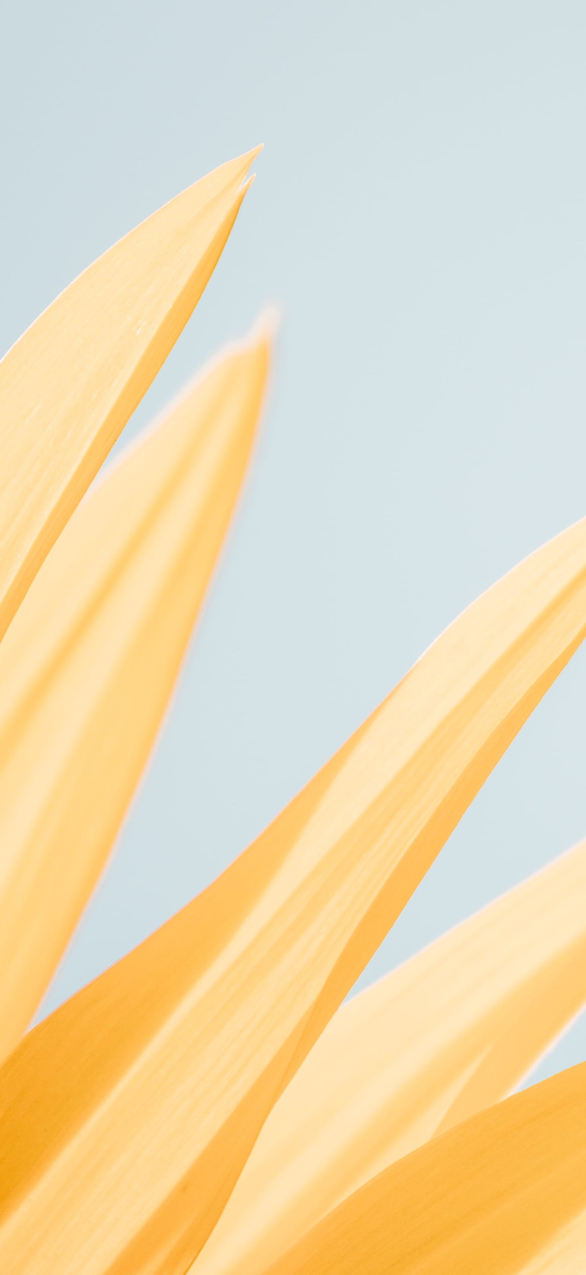 Yellow flower - Wallpapers for iPhone 18 Pro/18/17 Pro/17/16 Pro in 1206x2622 resolution