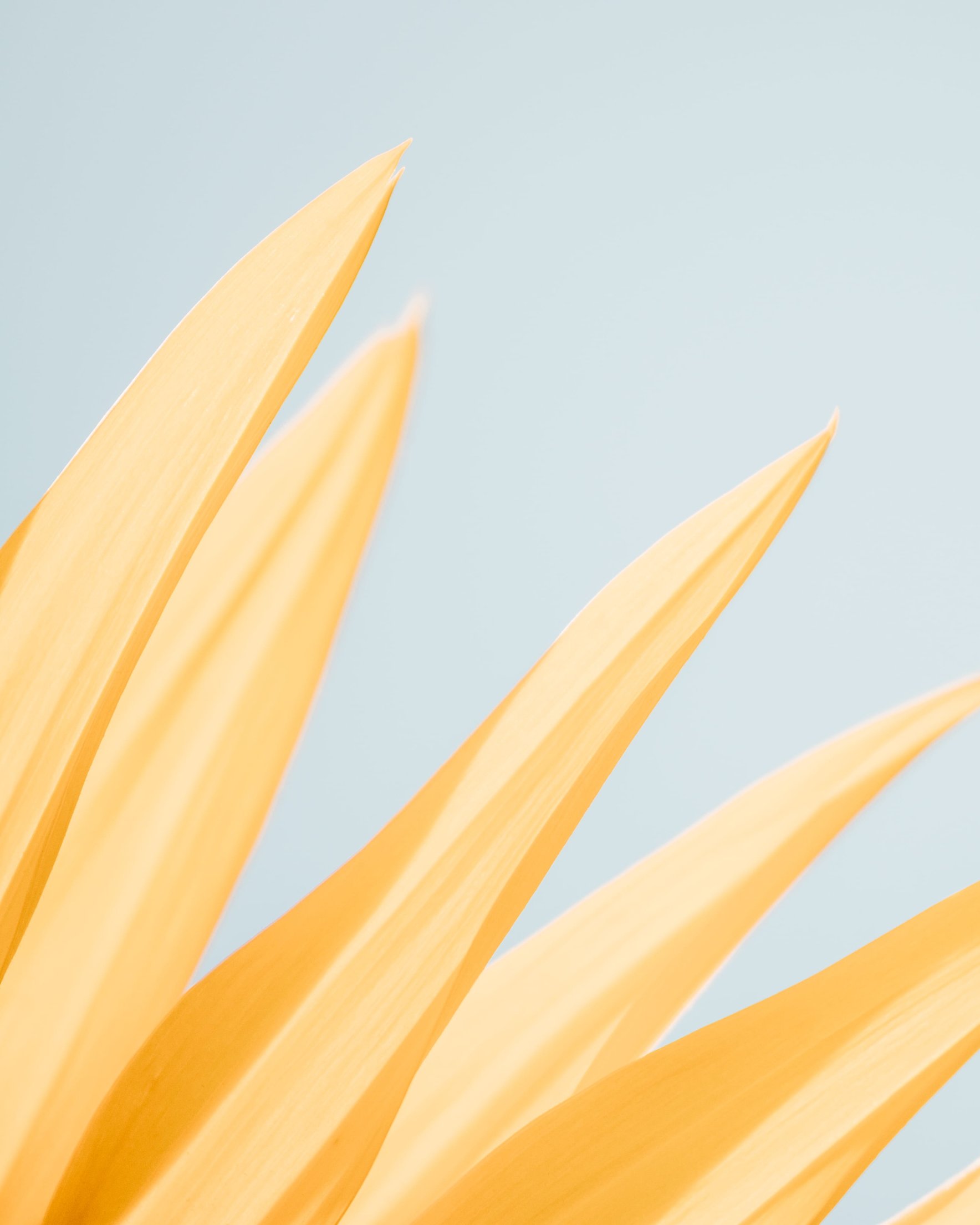 Yellow flower - Wallpapers for Samsung Galaxy Z Fold 2/3 in 1768x2208 resolution