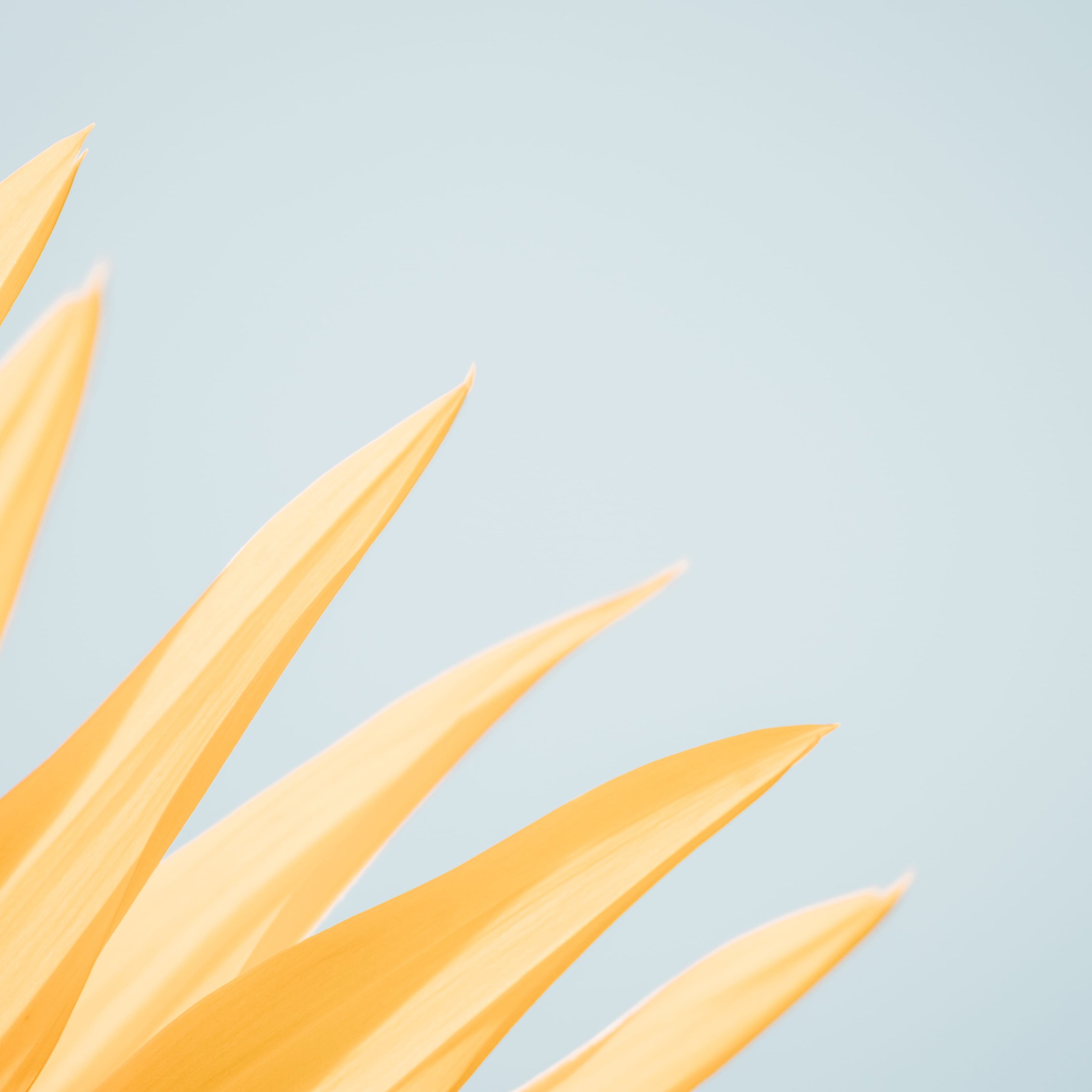 Yellow flower - Wallpapers for iPad mini 8.3″ in 2266x2266 resolution