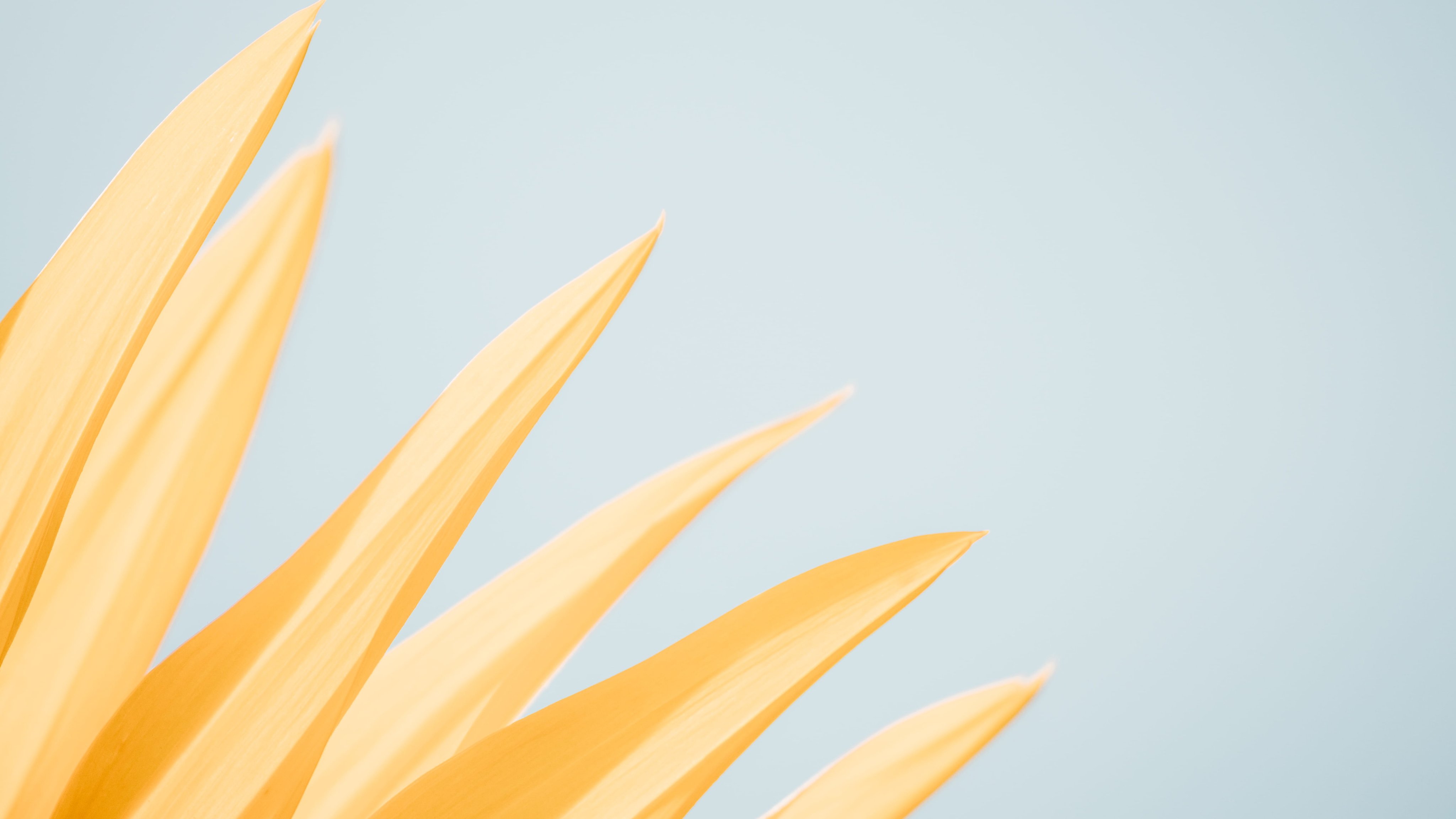 Yellow flower - Wallpapers for Apple iMac 21.5″ in 4096x2304 resolution