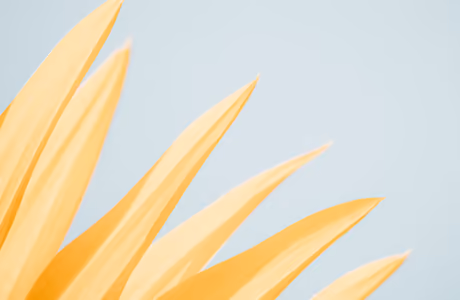 Abstraction wallpapers: petals, minimalism, close-up, flowers