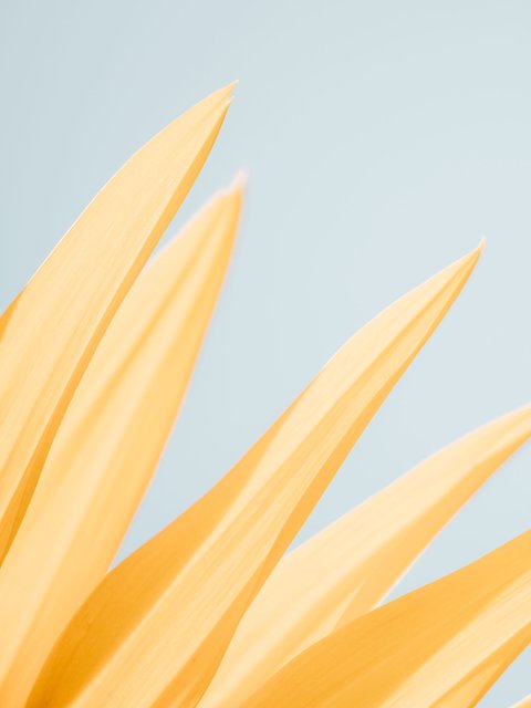 Yellow flower - Wallpapers for HTC/BlackBerry in 480x640 resolution