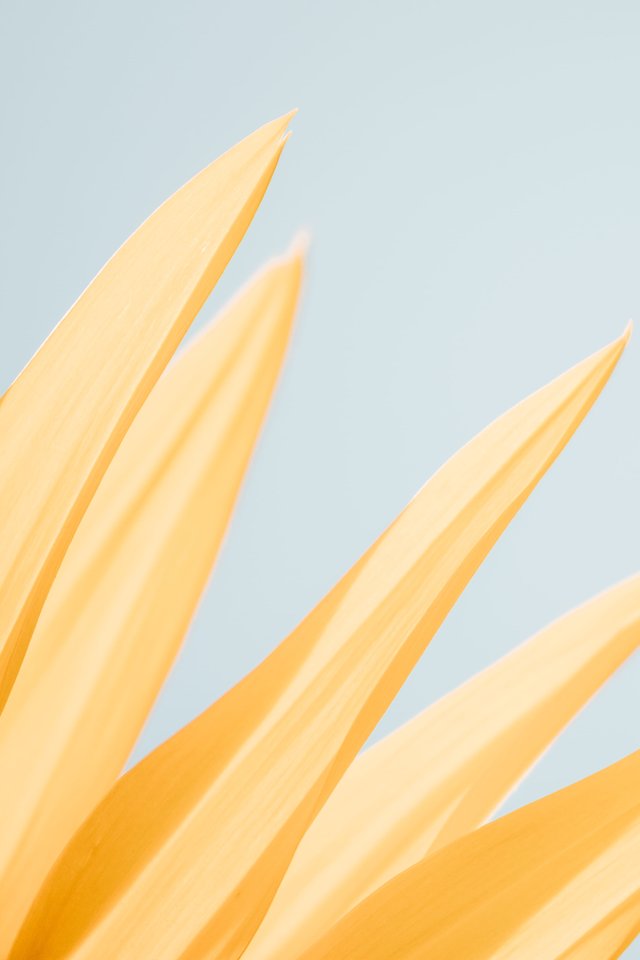 Жёлтые лепестки - Обои для iPhone 4/4S в разрешении 640x960