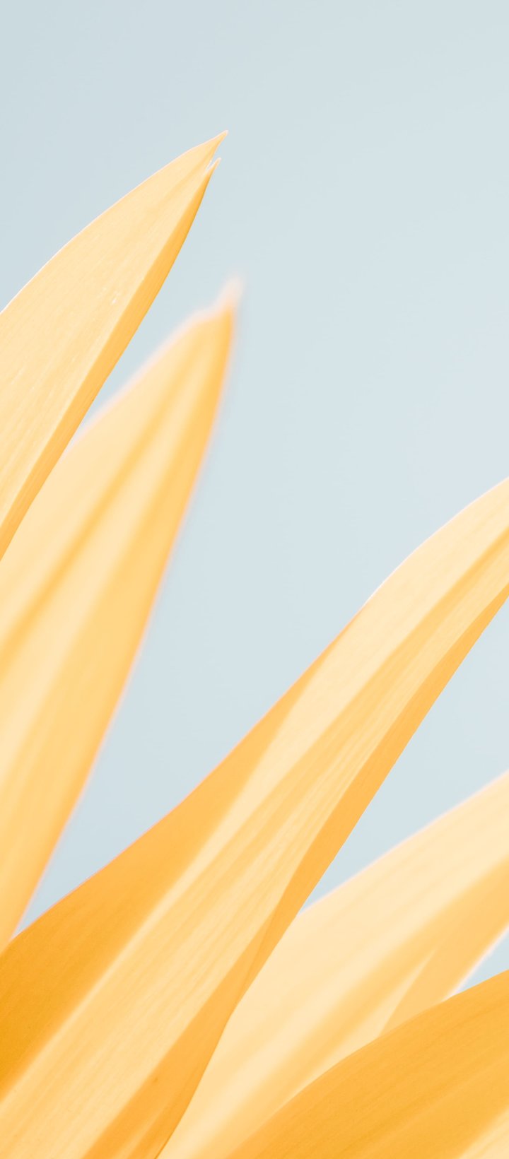 Yellow flower - Wallpapers for Xiaomi Redmi 14C, POCO C71/C75/M7, Infinix Note 8 in 720x1640 resolution