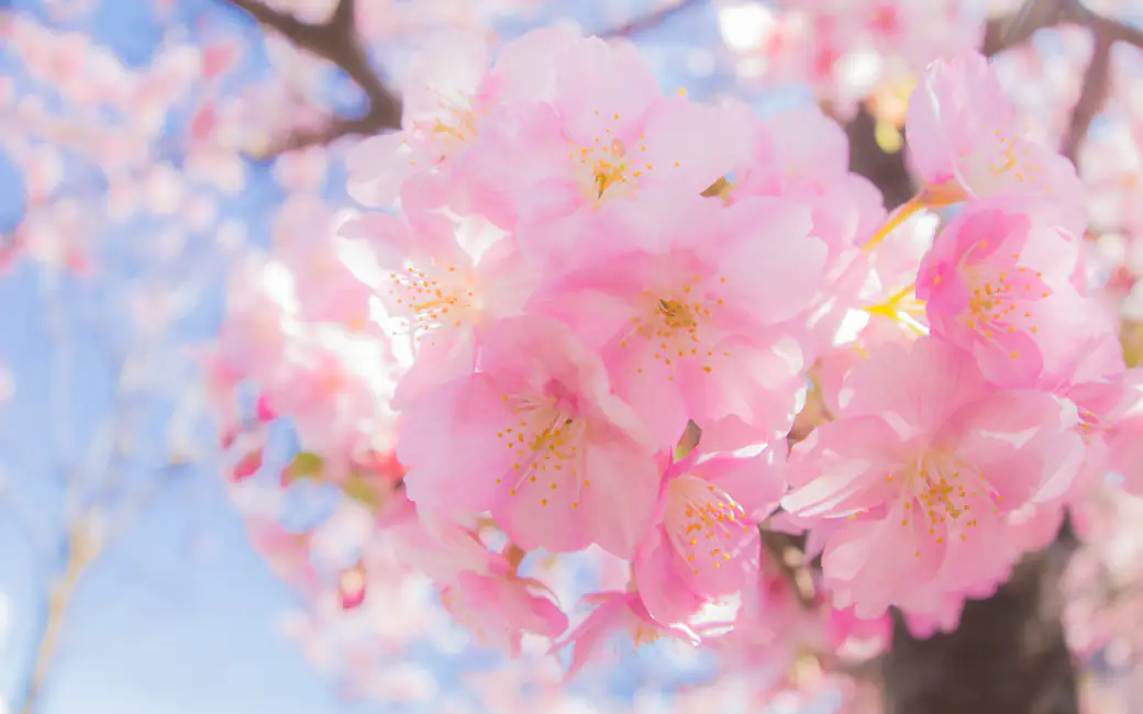 Pink sakura close-up — desktop and phone wallpaper, free download